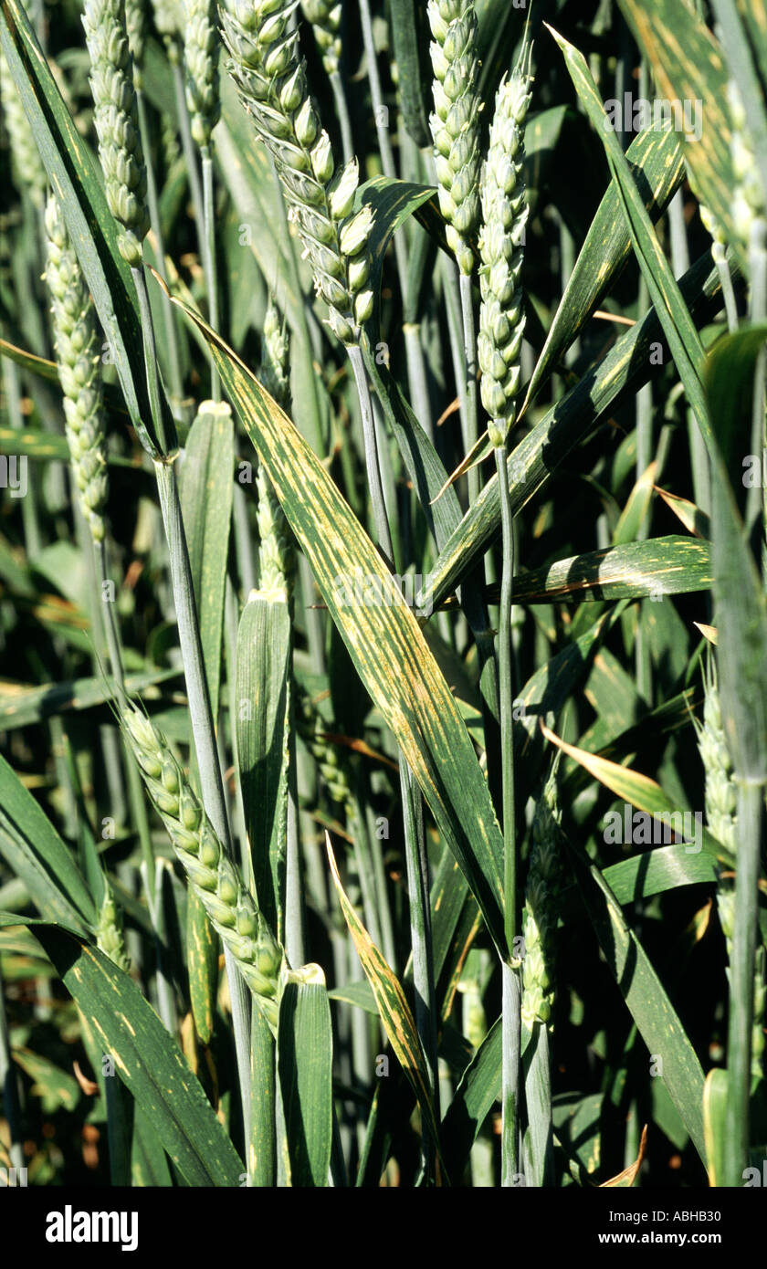 Streifen oder gelben Rost Puccinia Striiformis auf Weizen Flagge verlässt und Ernte im Ohr Stockfoto