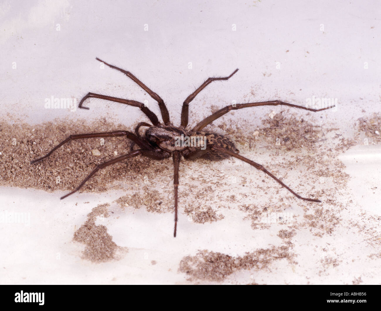 Haus Spinne Tegenaria domestica Stockfoto