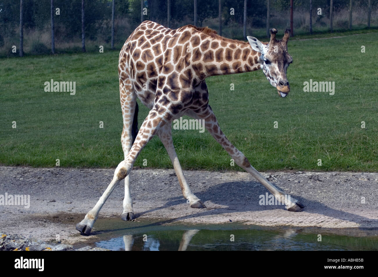 Giraffe trinken am Longleat Safari Park Stockfoto