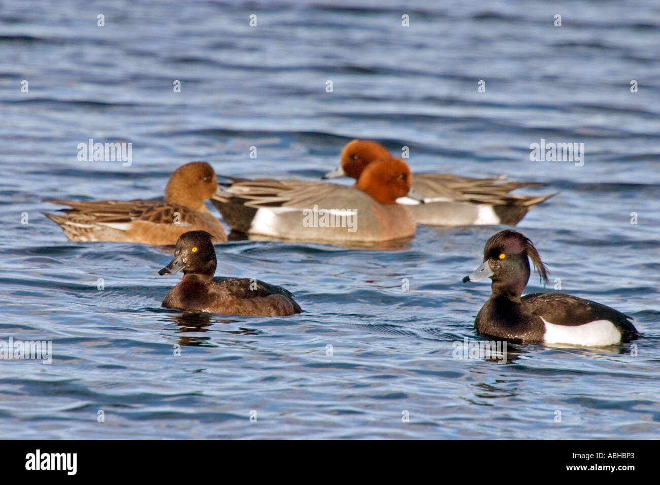 Männliche und weibliche Pfeif- und Reiherenten auf Wasser Fife Schottland Stockfoto