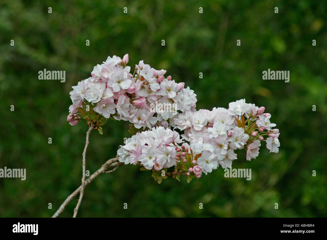 Spring Blossom, Dorset, UK. Europa Stockfoto