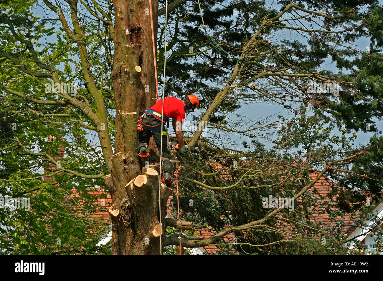 Baumpfleger am Arbeitsplatz Fällen eines Baumes Nadelbaum, Dorset, UK. Europa Stockfoto