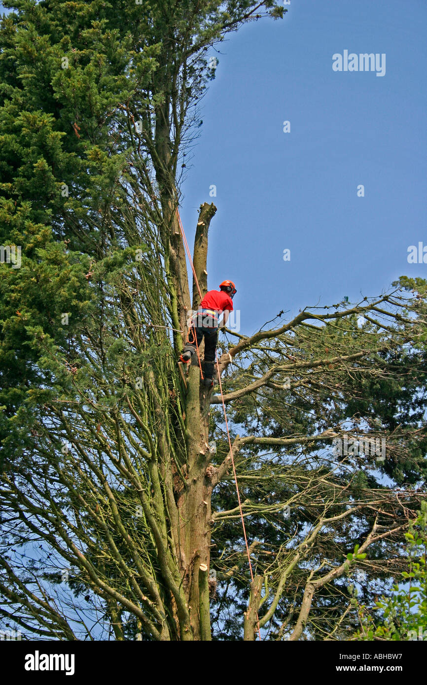 Baumpfleger am Arbeitsplatz Fällen eines Baumes Nadelbaum, Dorset, UK. Europa Stockfoto