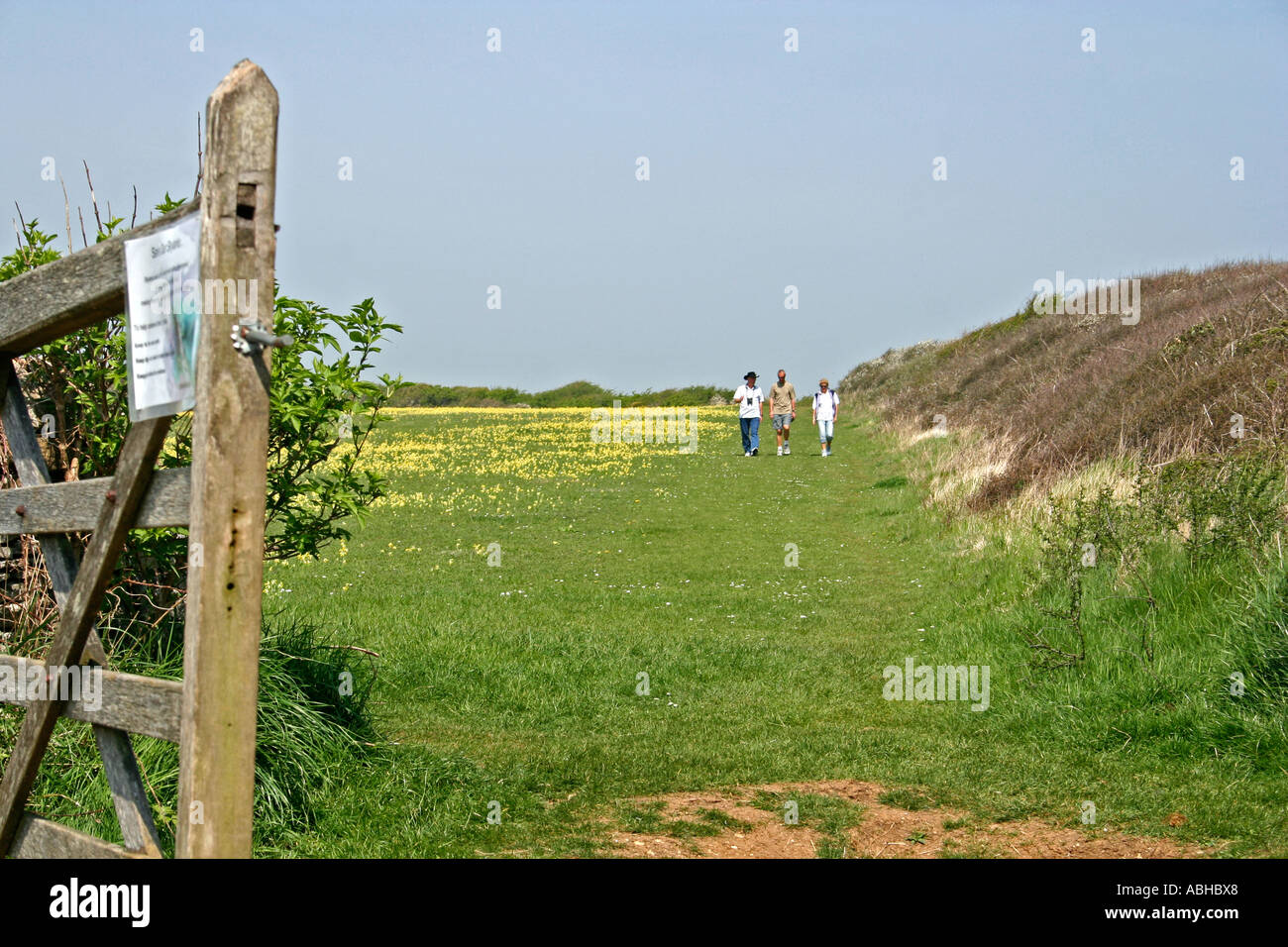 Wanderer im Bereich der Schlüsselblumen, Isle of Purbeck, Dorset, Großbritannien Stockfoto