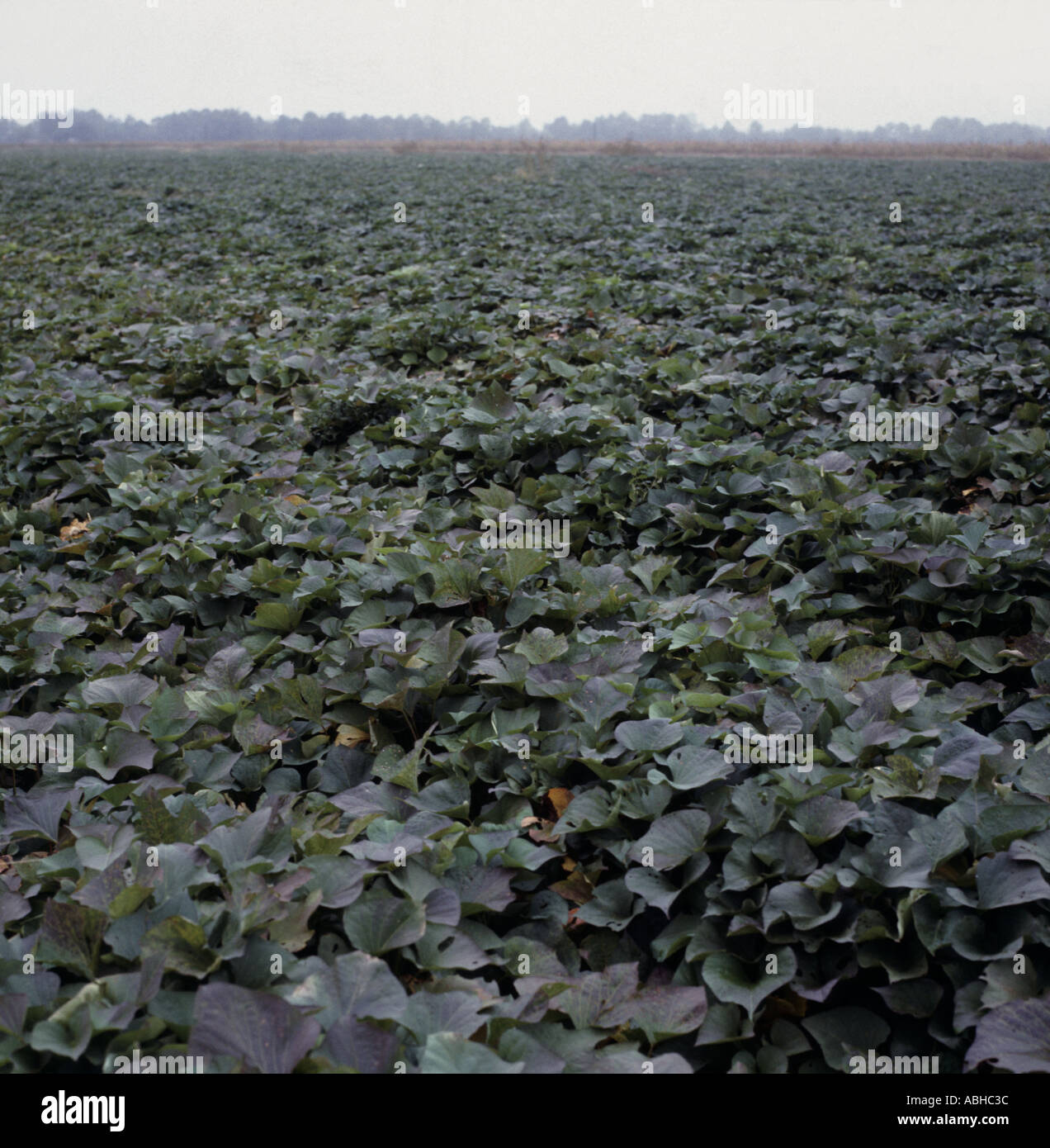 Süßkartoffel-Ernte in North Carolina USA Stockfoto