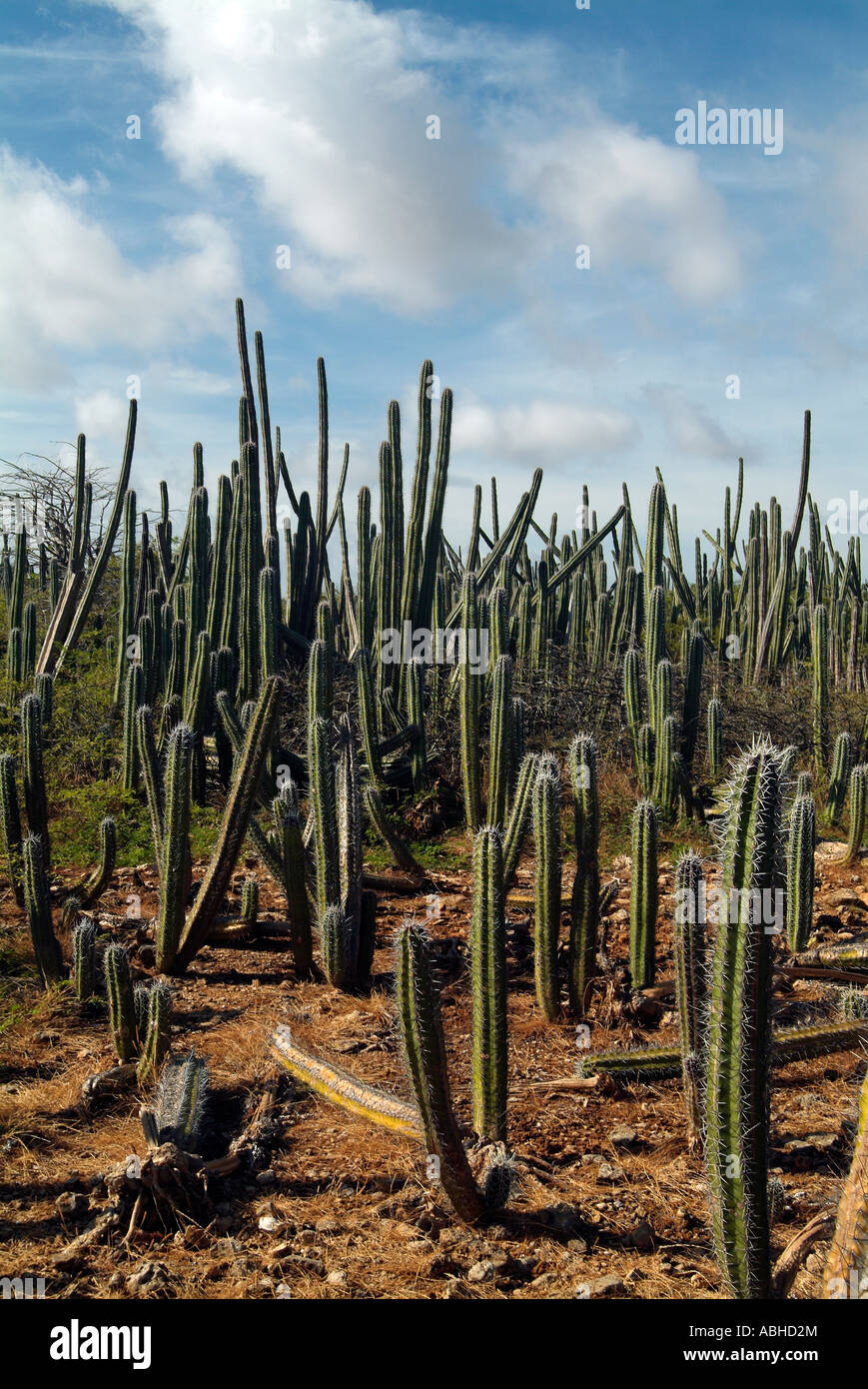 Bereich der Kerze Kaktus in Bonaire Stockfotografie - Alamy