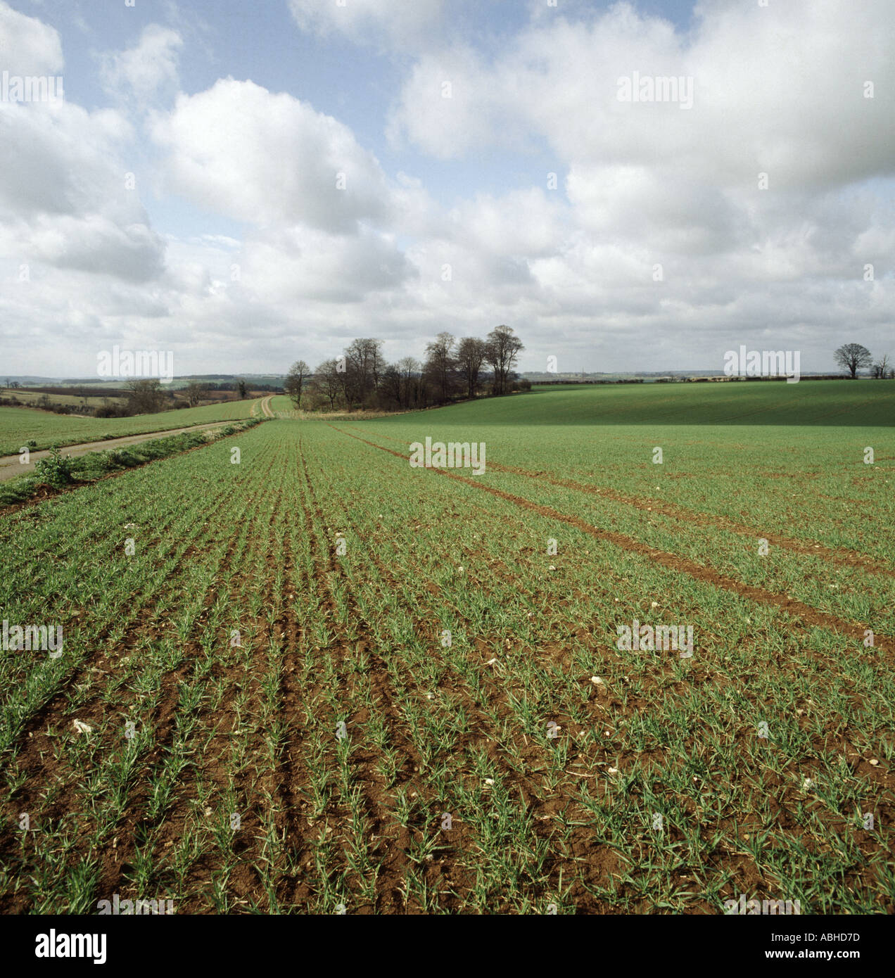 Junge etabliert gut Weizenernte in Wachstumsphase 22 in Cotswold Gebiet an feinen Frühlingstag Stockfoto