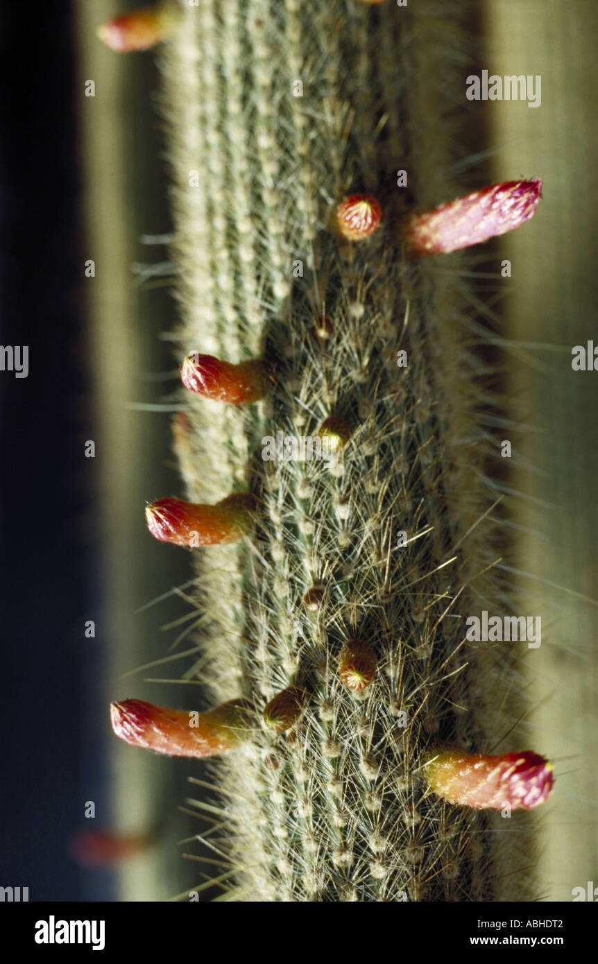Kaktus mit knospen -Fotos und -Bildmaterial in hoher Auflsung  Alamy