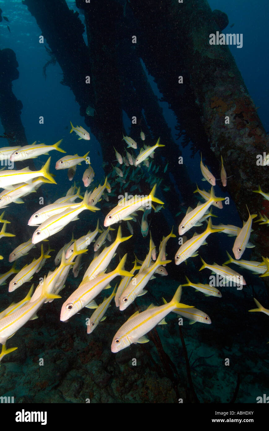 Schule der gefleckte Goatfish in Salz Pier in Bonaire Stockfoto