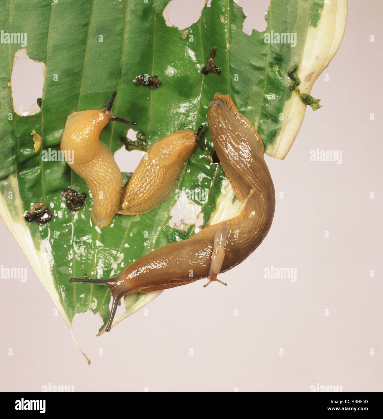 Einige Schnecken auf einem stark beschädigten Hosta-Blatt Stockfoto