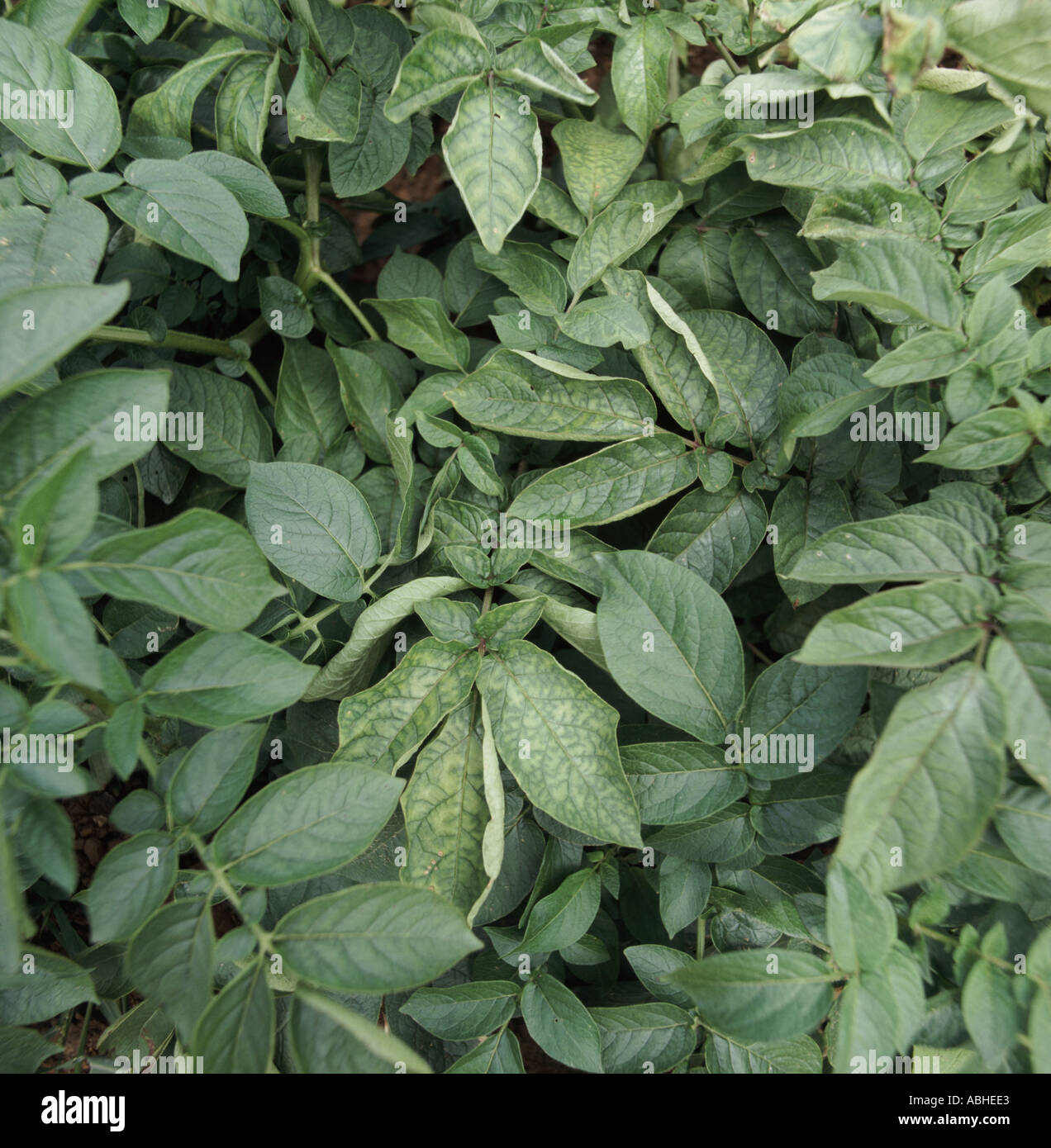 Blatt-Mosaik-Markierungen auf Kartoffelpflanze infiziert mit Ringfäule Corynebacterium Sepedonicum Maine USA Stockfoto