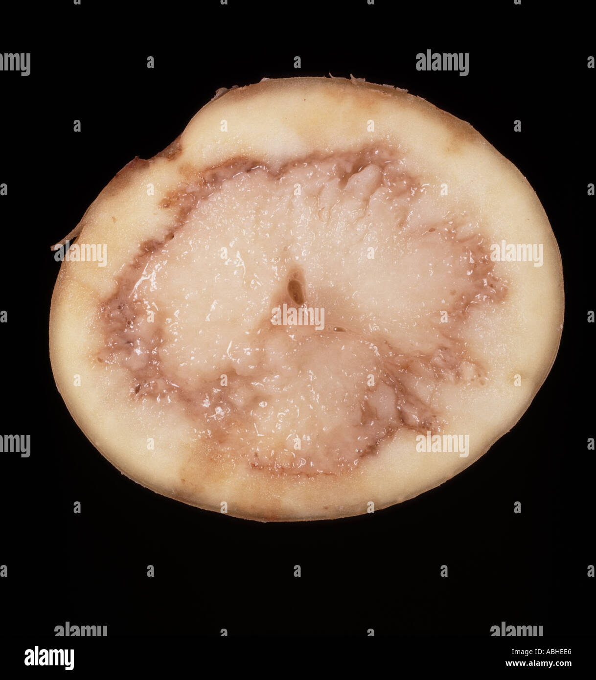 Querschnitt der Kartoffelknolle mit Symptomen des Rings rot Corynebacterium sepedonicum Stockfoto