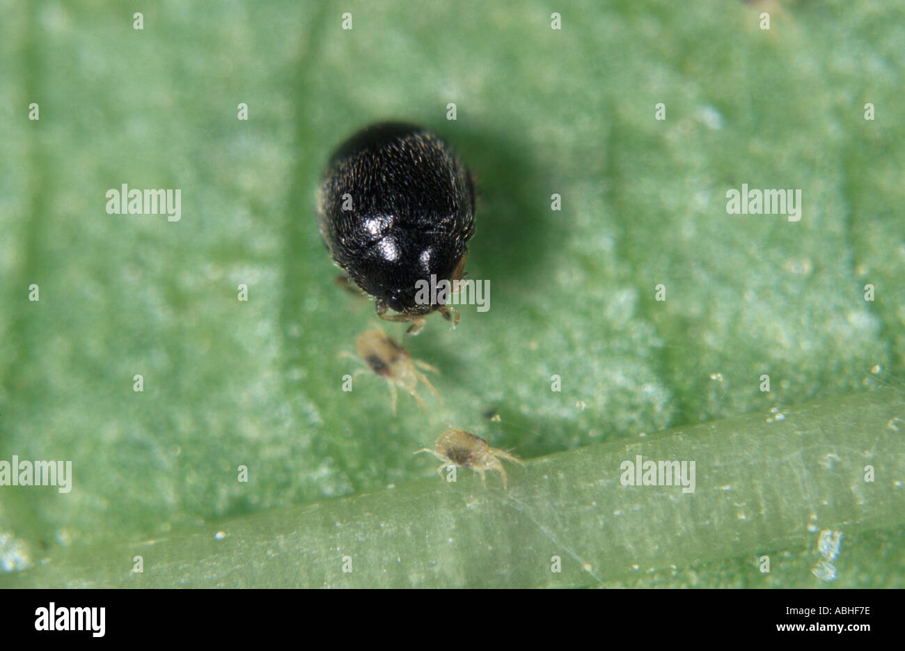 Minute schwarz Marienkäfer Stethhorus Punctillum Jagd auf zwei entdeckt Spinnmilbe Tetranychus Urticae biologische Schädlingsbekämpfung Insekt Stockfoto