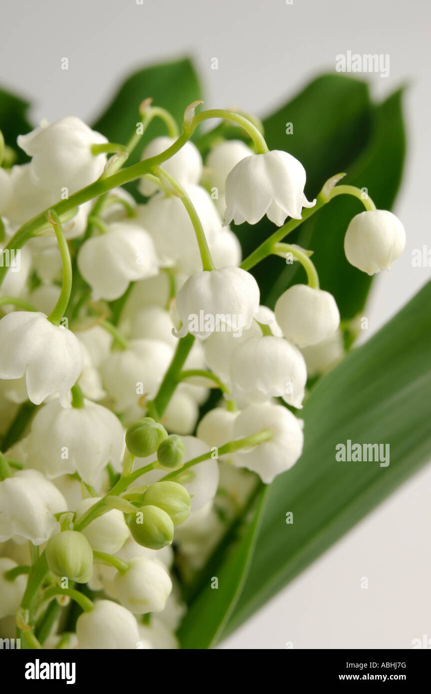 Lily Of The valley Stockfoto