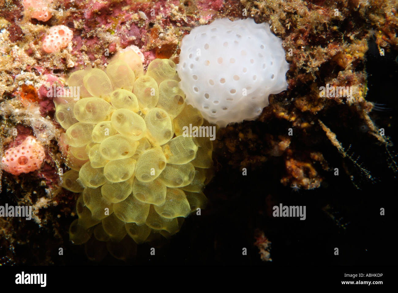 Birne Manteltieren in Raja Ampat, Pazifik Stockfoto