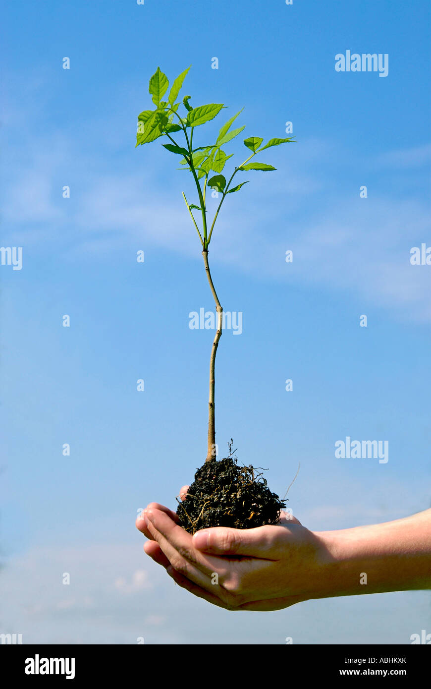 Hände, die eine junge Pflanze im Freien halten - Wachstum, Natur, Umweltkonzept Stockfoto