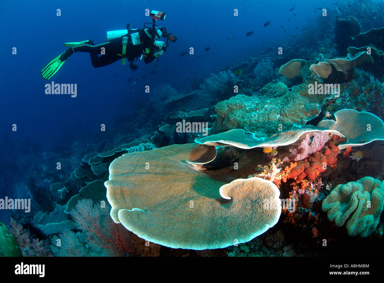 Korallen, Steinkorallen Danae, Raja Ampat Stockfoto