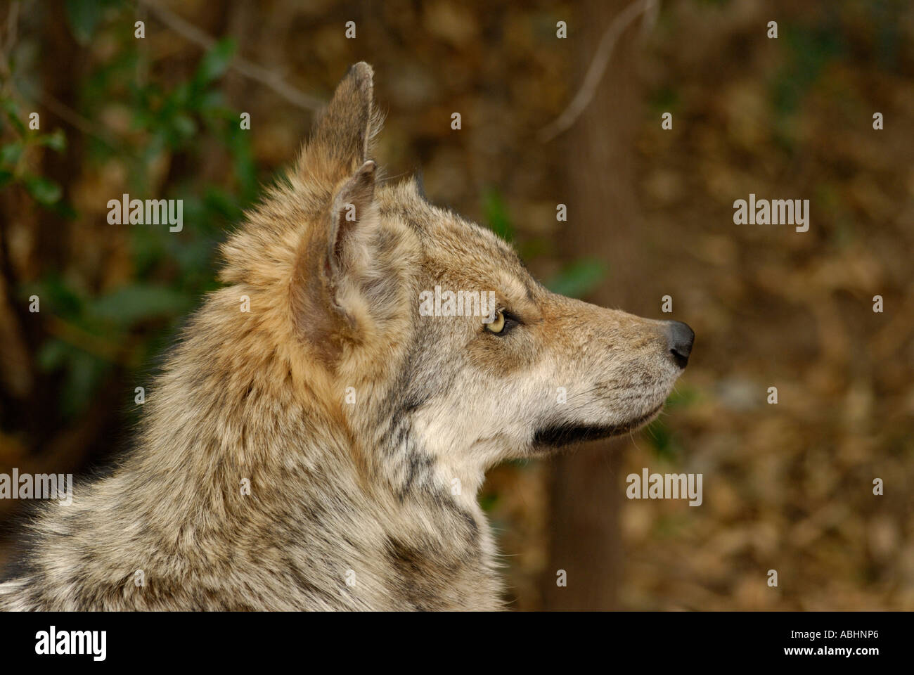 Mexikanische grauer Wolf, Canis Lupus baileyi Stockfoto