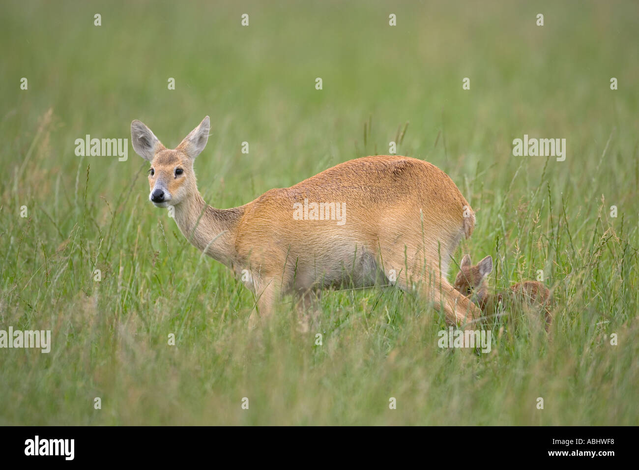 Chinesische Wasserhirsch Hydropotes Inermis Beweidung auf der Wiese North Norfolk Stockfoto