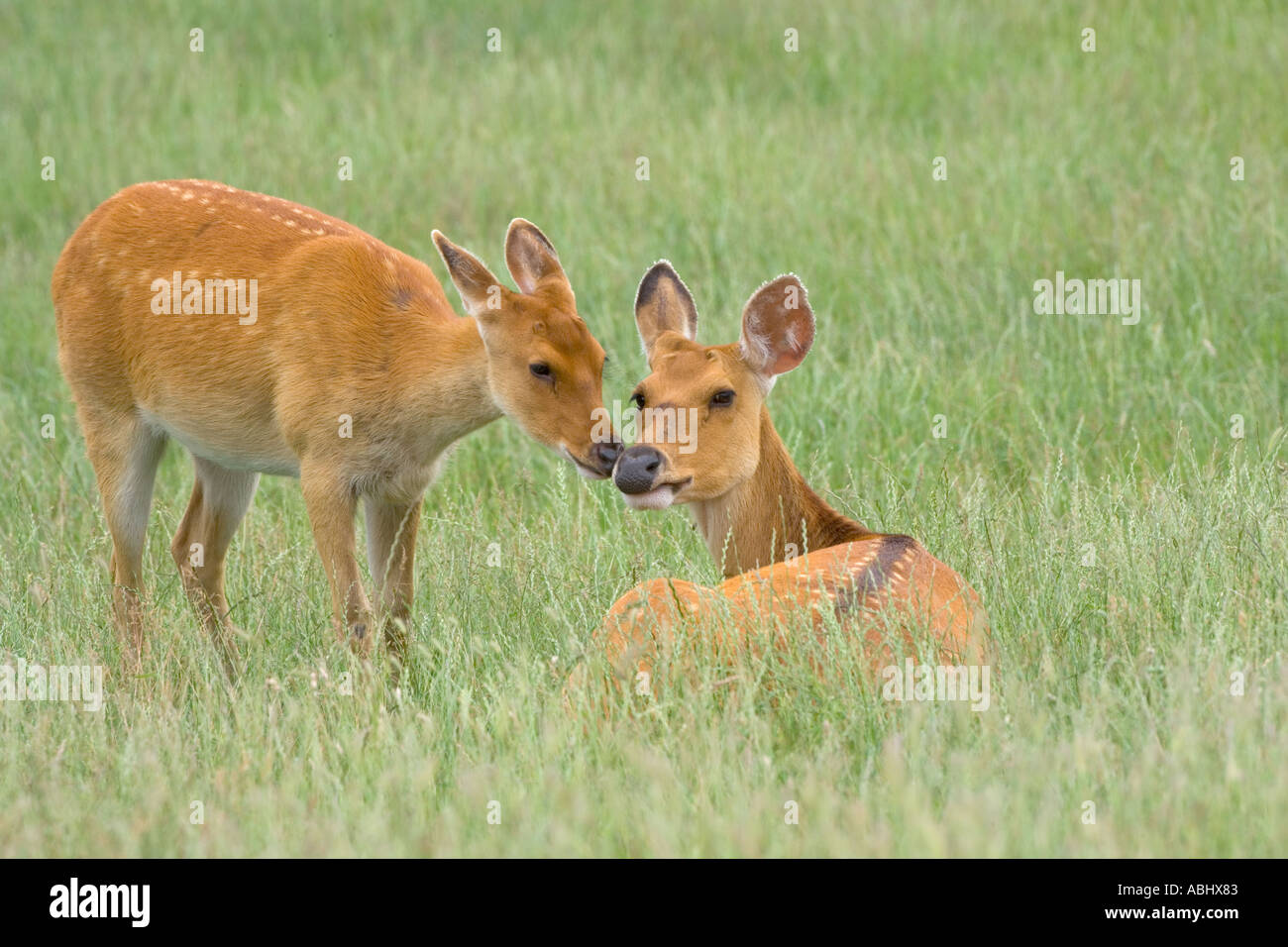 Sambar Deer Doe Fawn Cervus duvaucelii Stockfoto