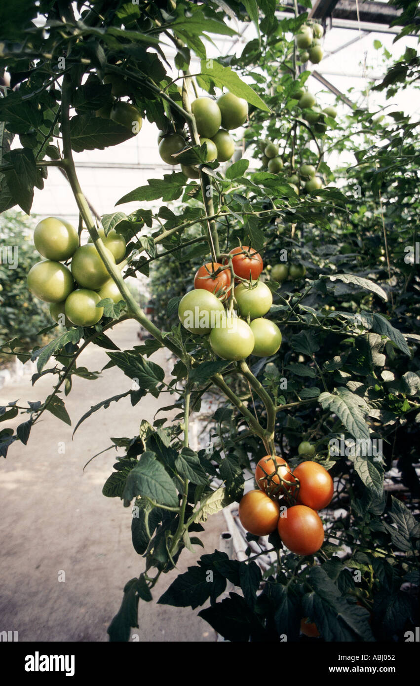 Tomaten im Gewächshaus mit Hydrokultur über traditionelle Methoden  Nährstoff wachsen fließen Fütterungssystem Stockfotografie - Alamy
