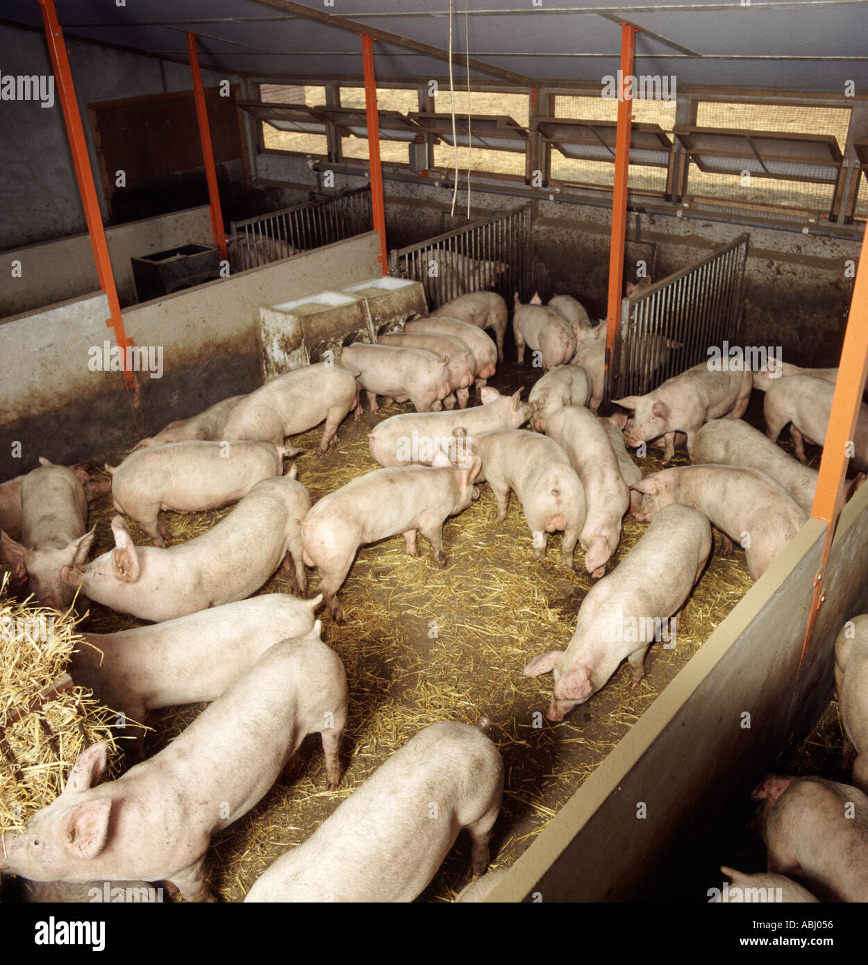 Neu entwöhnte große weiße Schweine in einem großen indoor-Stift mit Stroh feeder Stockfoto