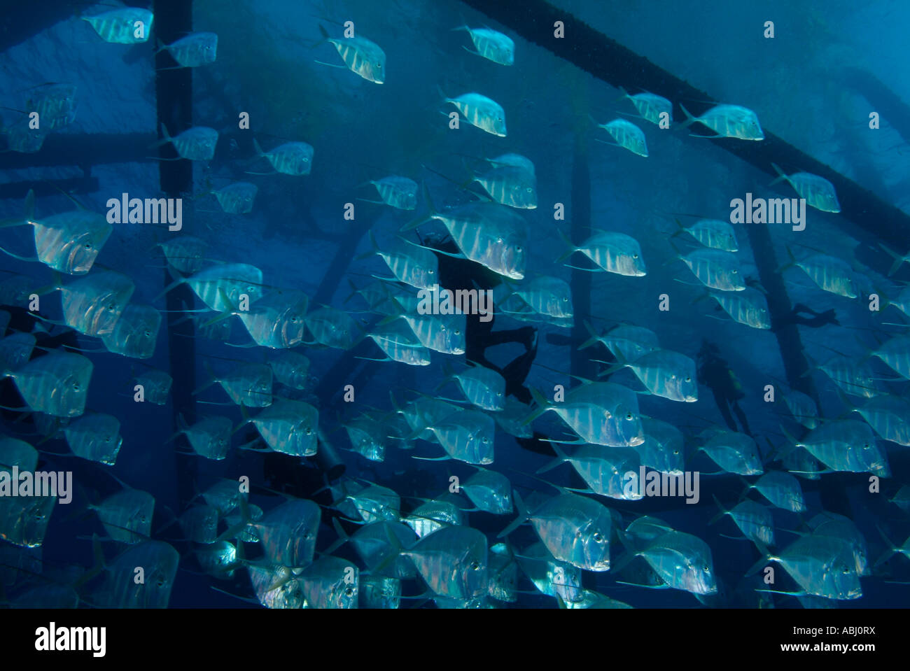 Schule der Lookdown Fisch (Selen Vomer) auf einer Bohrinsel. Stockfoto
