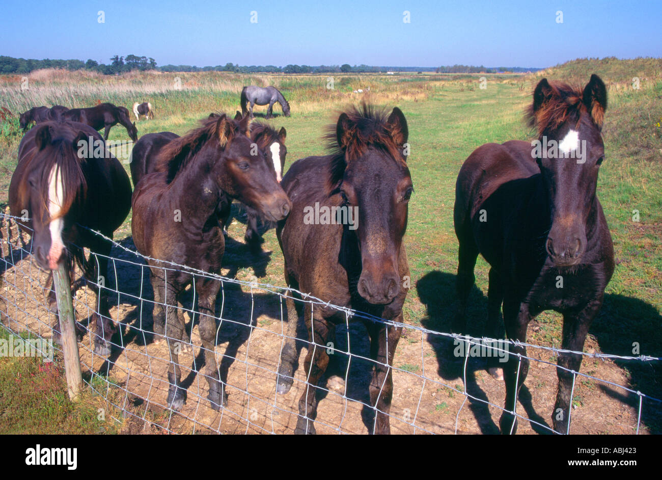 Braune und weiße Ponys in einem Feld-Suffolk Stockfoto