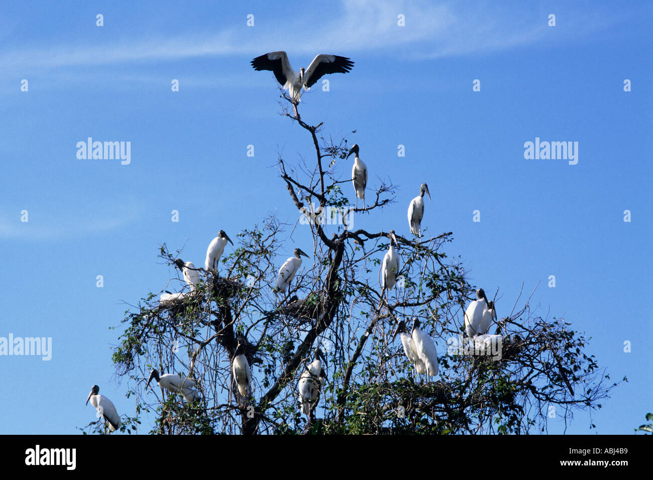 Pantanal, Bundesstaat Mato Grosso, Brasilien; große Vögel mit weißen Körper und große Schnäbel in einem Baum. Stockfoto