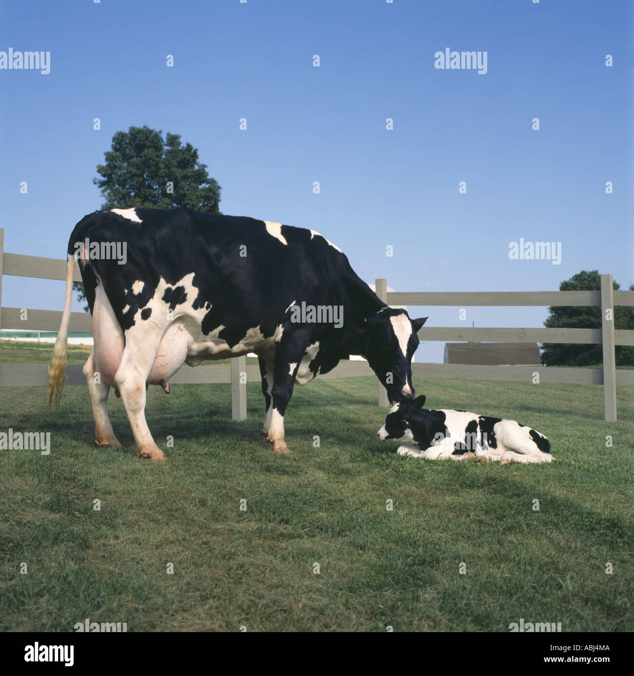 KUH MIT NEUGEBORENEN HOLSTEIN-KALB-PENNSYLVANIA Stockfoto