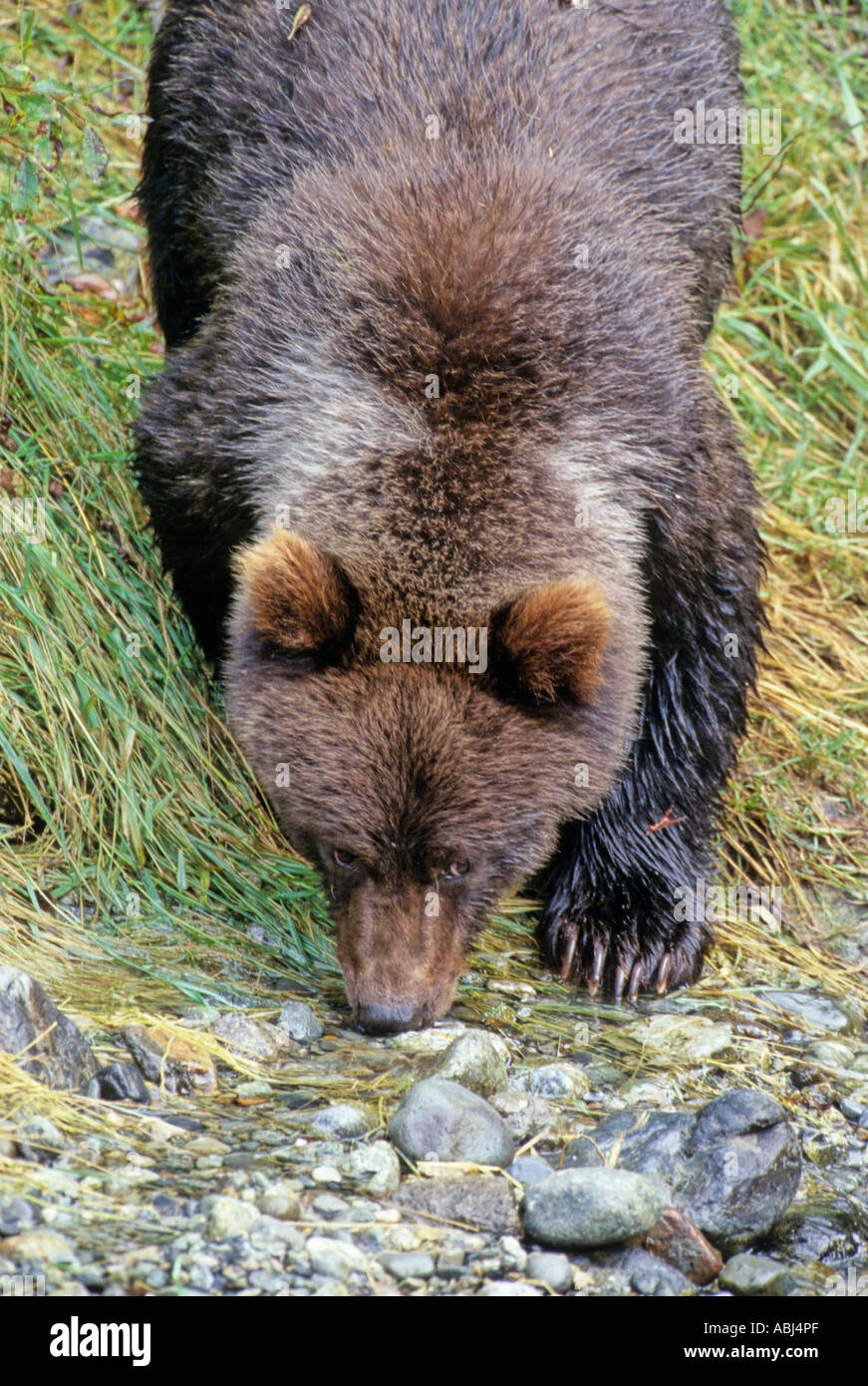 Ein Blick Nach Unten Eines Grizzly Baren Riechen Einige Felsen Stockfotografie Alamy