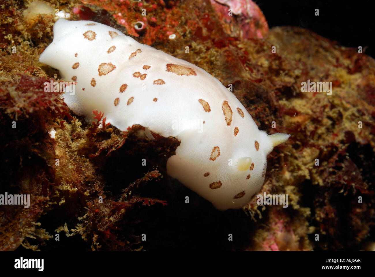 Leopard Dorid Nacktschnecken im Süden von Vancouver Island Stockfoto