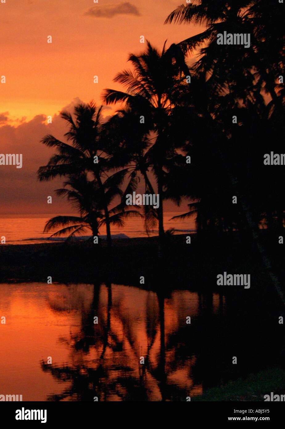 Die Silhouette des Palmen-Spiegelbild im Wasser Stockfoto