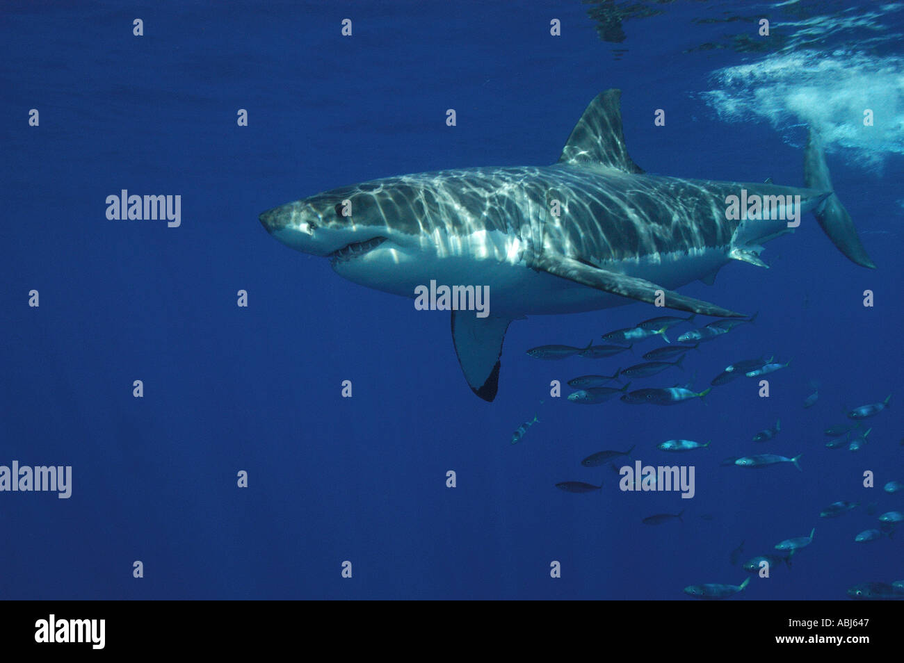 Great White Shark Insel Guadalupe, Mexiko Stockfoto