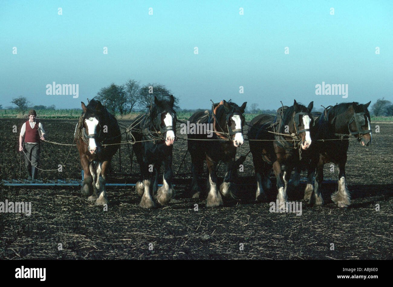 Schwere Pferde Pflügen Stockfoto