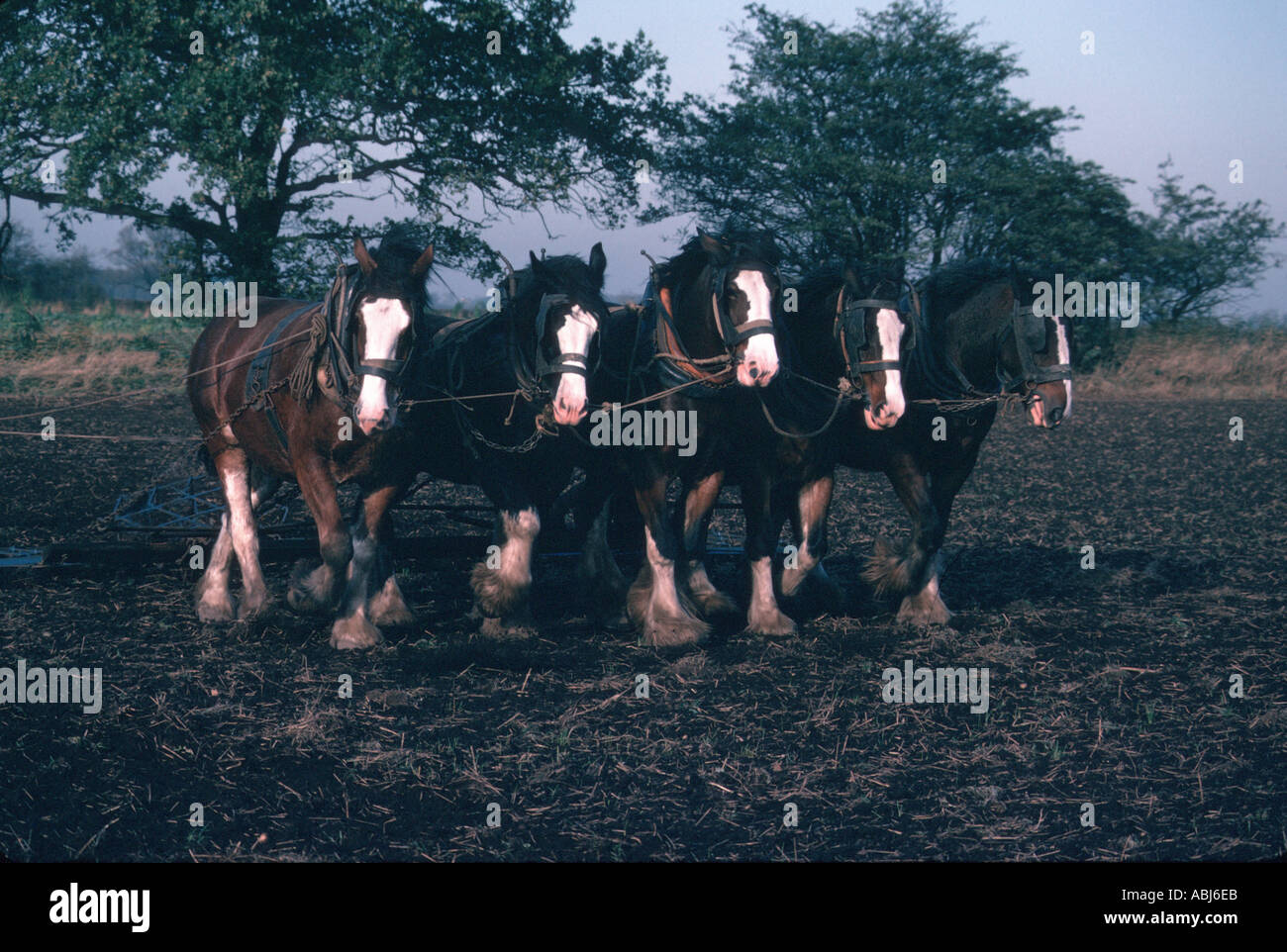 Schwere Pferde Pflügen Stockfoto