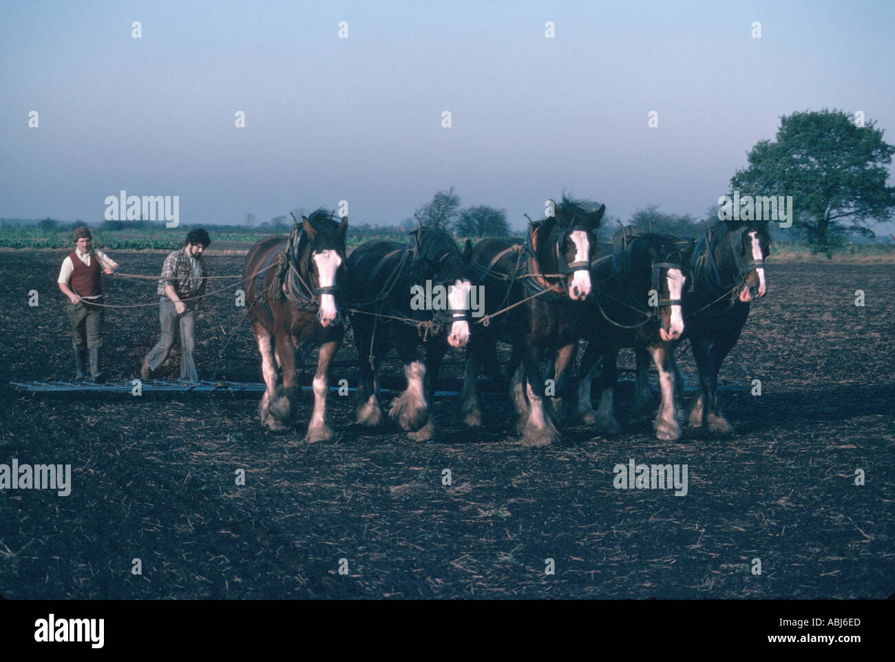 Schwere Pferde Pflügen Stockfoto