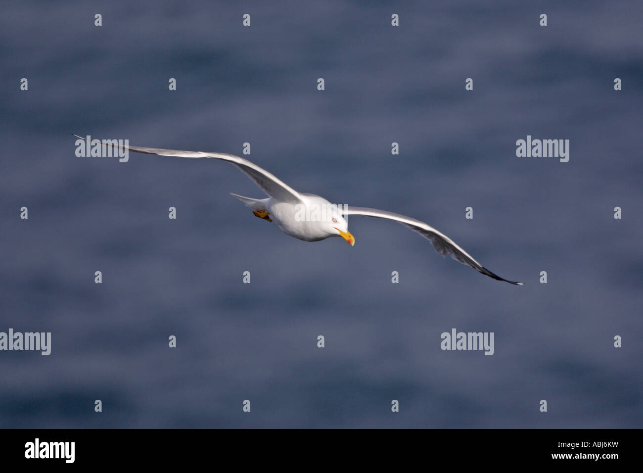 Gelben Beinen Möwe im Flug Stockfoto