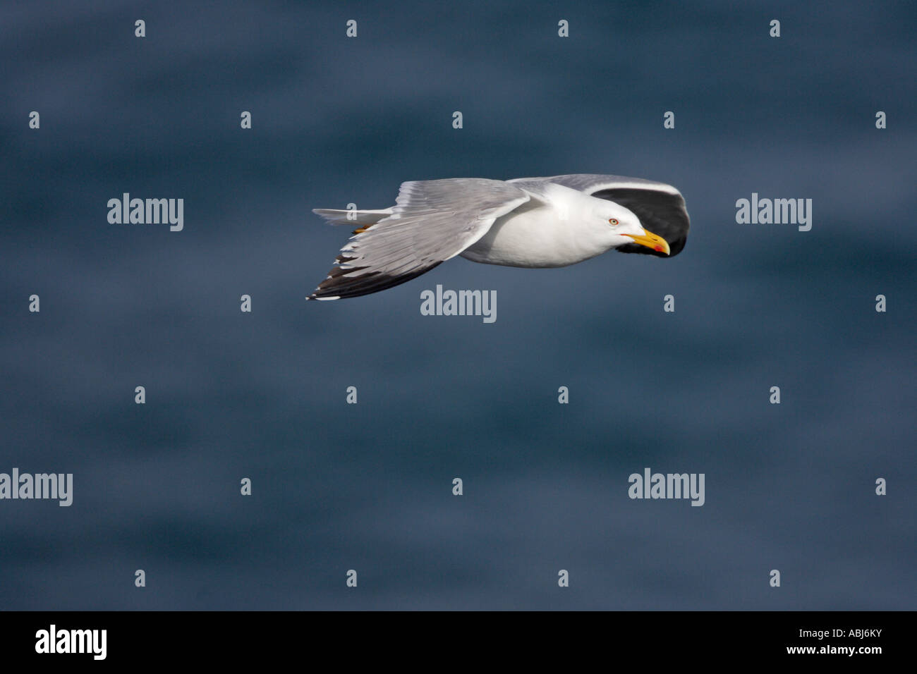 Gelben Beinen Möwe im Flug Stockfoto