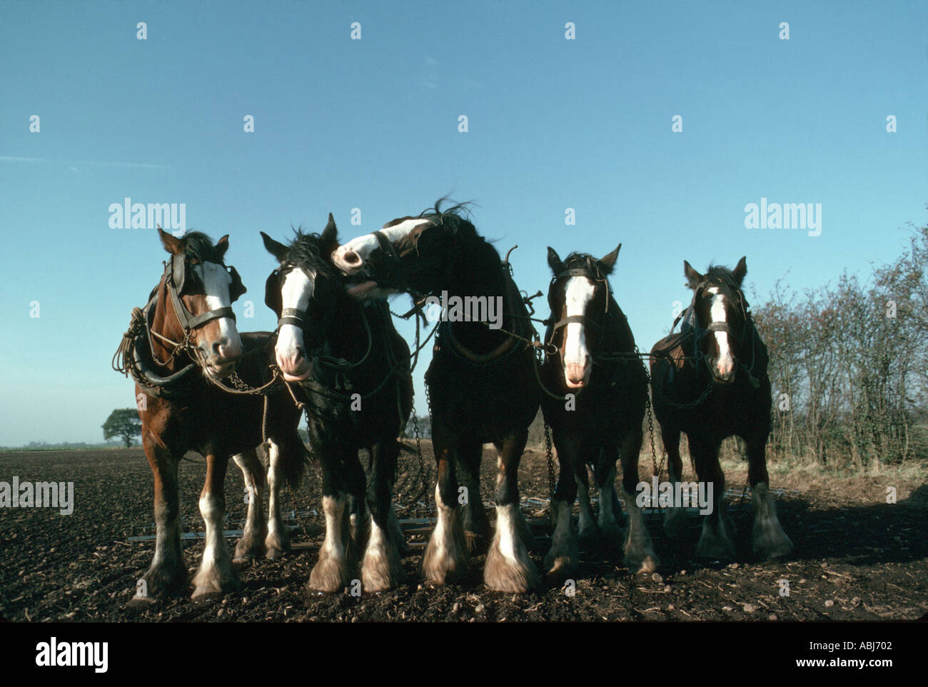 Schwere Pferde Pflügen Stockfoto