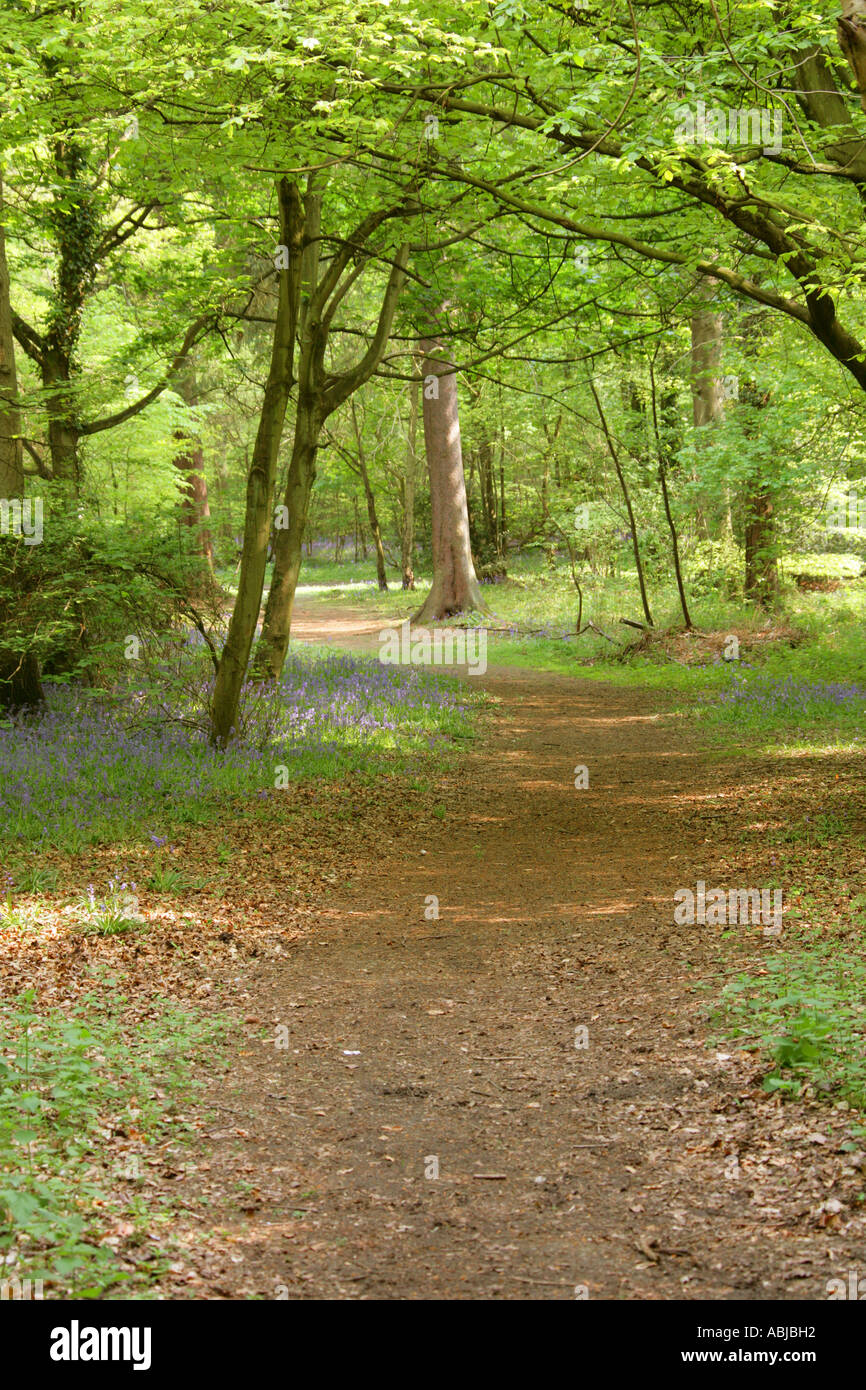 Waldspaziergang, Whippendell Wald, Watford, Hertfordshire Stockfoto
