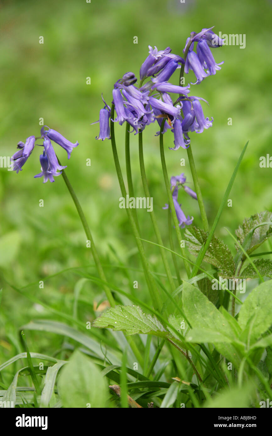 Glockenblumen, Hyacinthoides non-Scripta (SY Endymion nicht-Scriptum, Scilla non-Scripta), Hyacinthaceae, Whippendell Woods, Watford Stockfoto