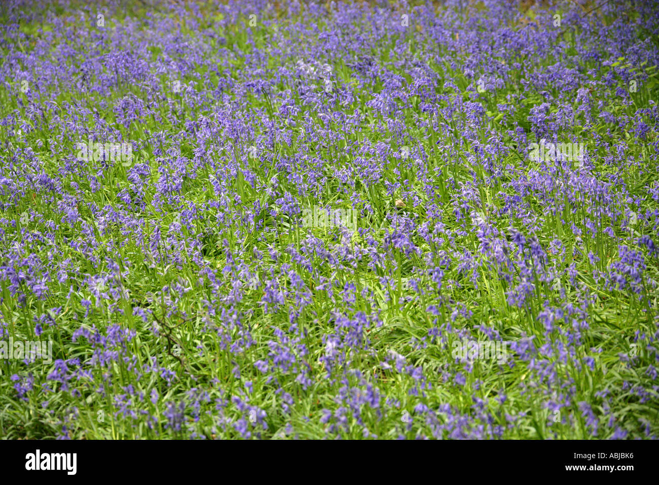 Glockenblumen, Hyacinthoides non-Scripta (SY Endymion nicht-Scriptum, Scilla non-Scripta), Hyacinthaceae, Whippendell Woods, Watford Stockfoto