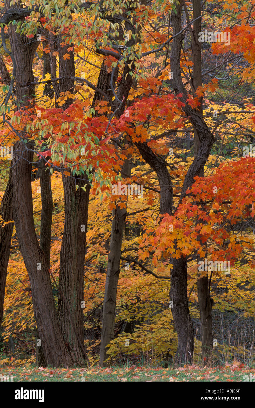 Rot-Ahorn in Herbstfarben Stockfoto