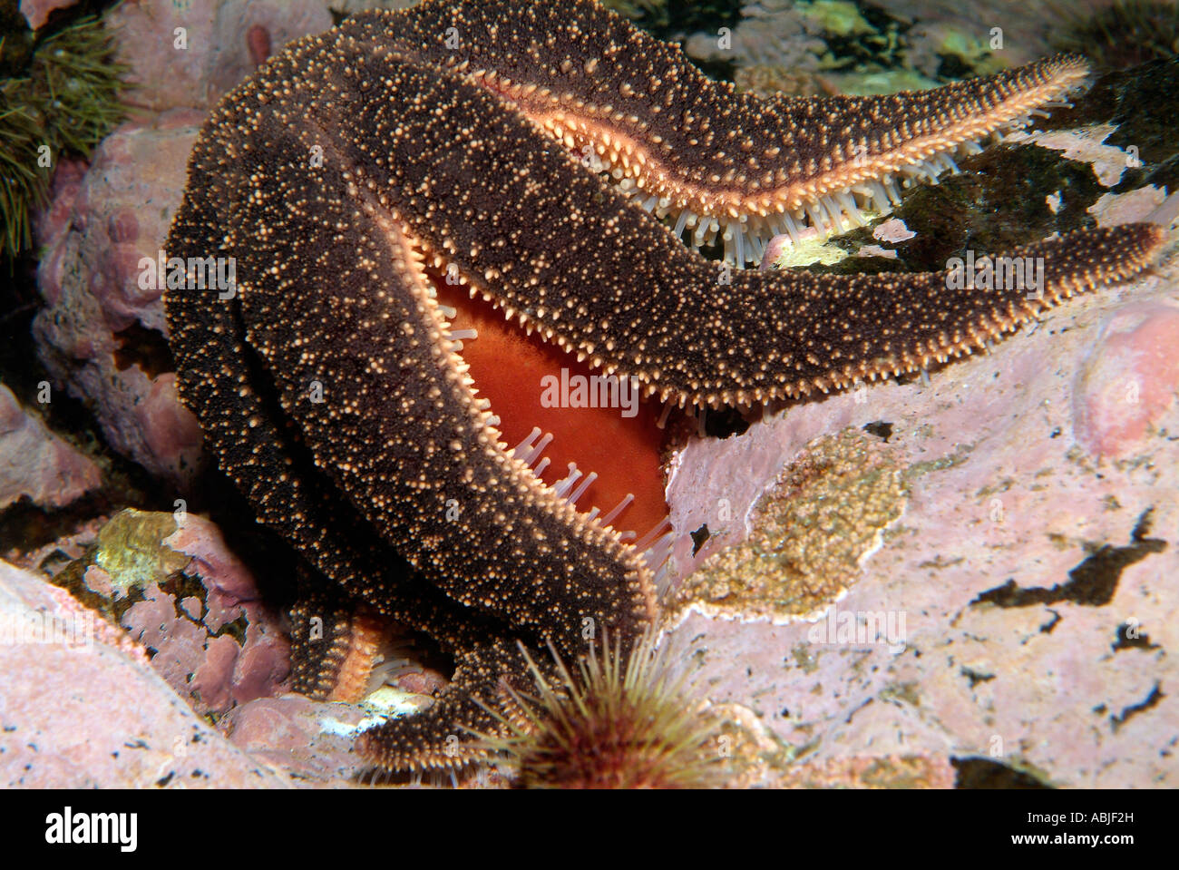 Polar Sea Star Essen Meer Pfirsich in der Sankt-Lorenz-Golf Stockfoto