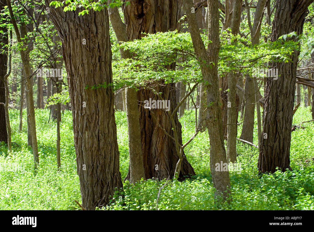 Woodlands & Waldboden Stockfoto