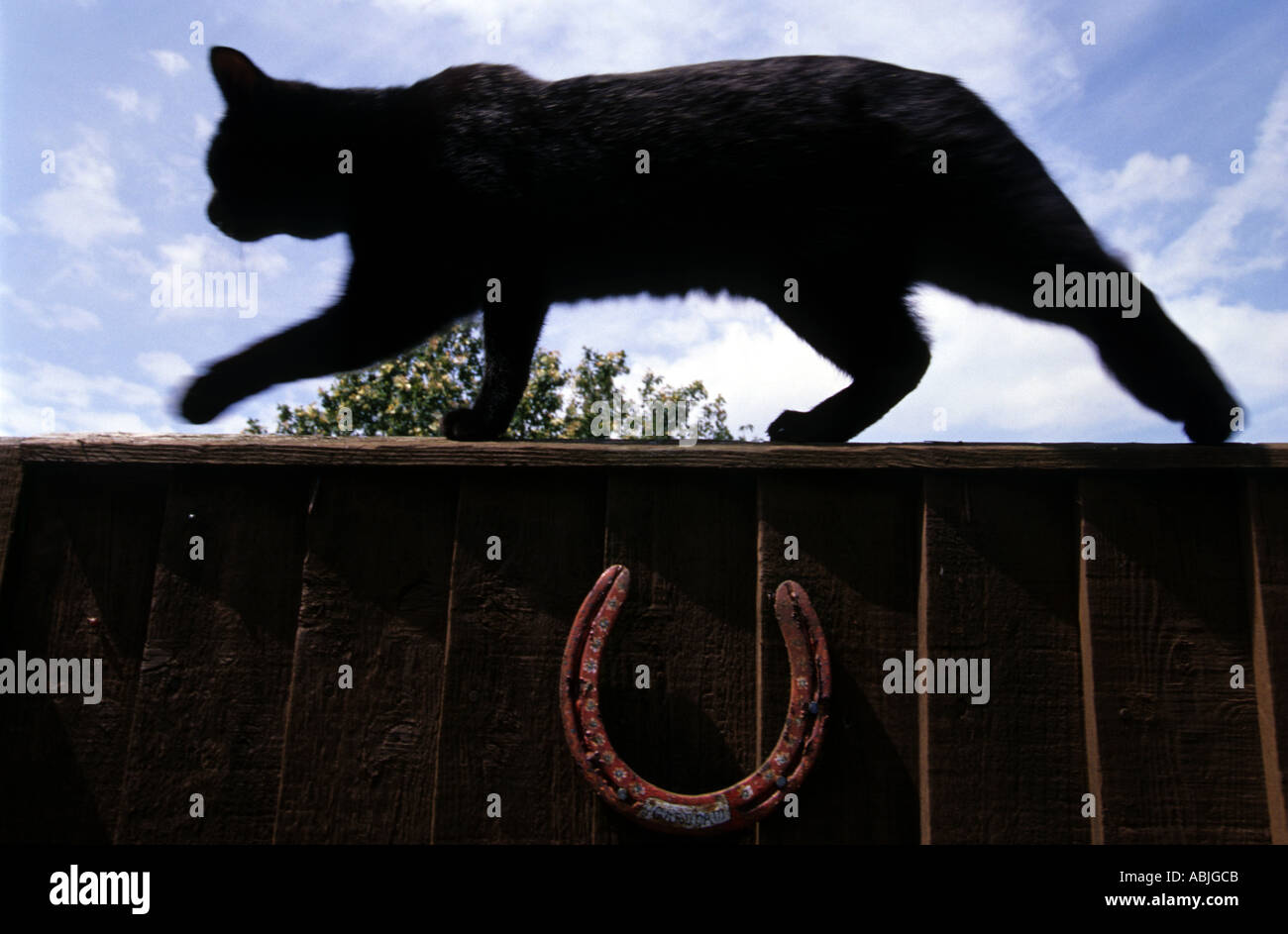 Schwarze Katze, die zu Fuß auf ein Gartentor, Bawdsey, Suffolk, UK Stockfoto