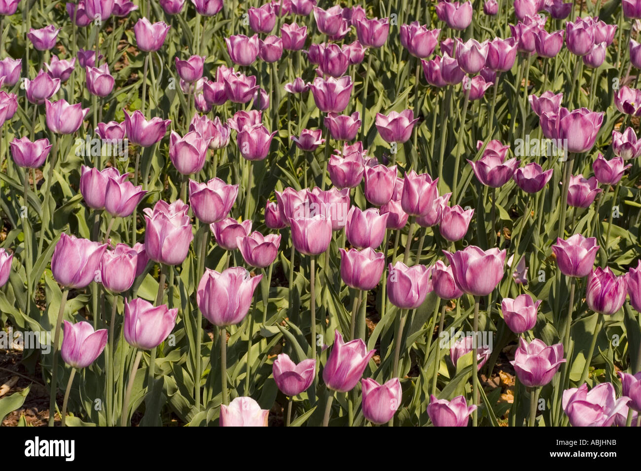Leuchtend rosa Tulpen blühen in einer üppigen Gartenreihe. Schöne Frühlingsblumen mit grünen Stielen und Blättern unter hellem Sonnenlicht. Stockfoto