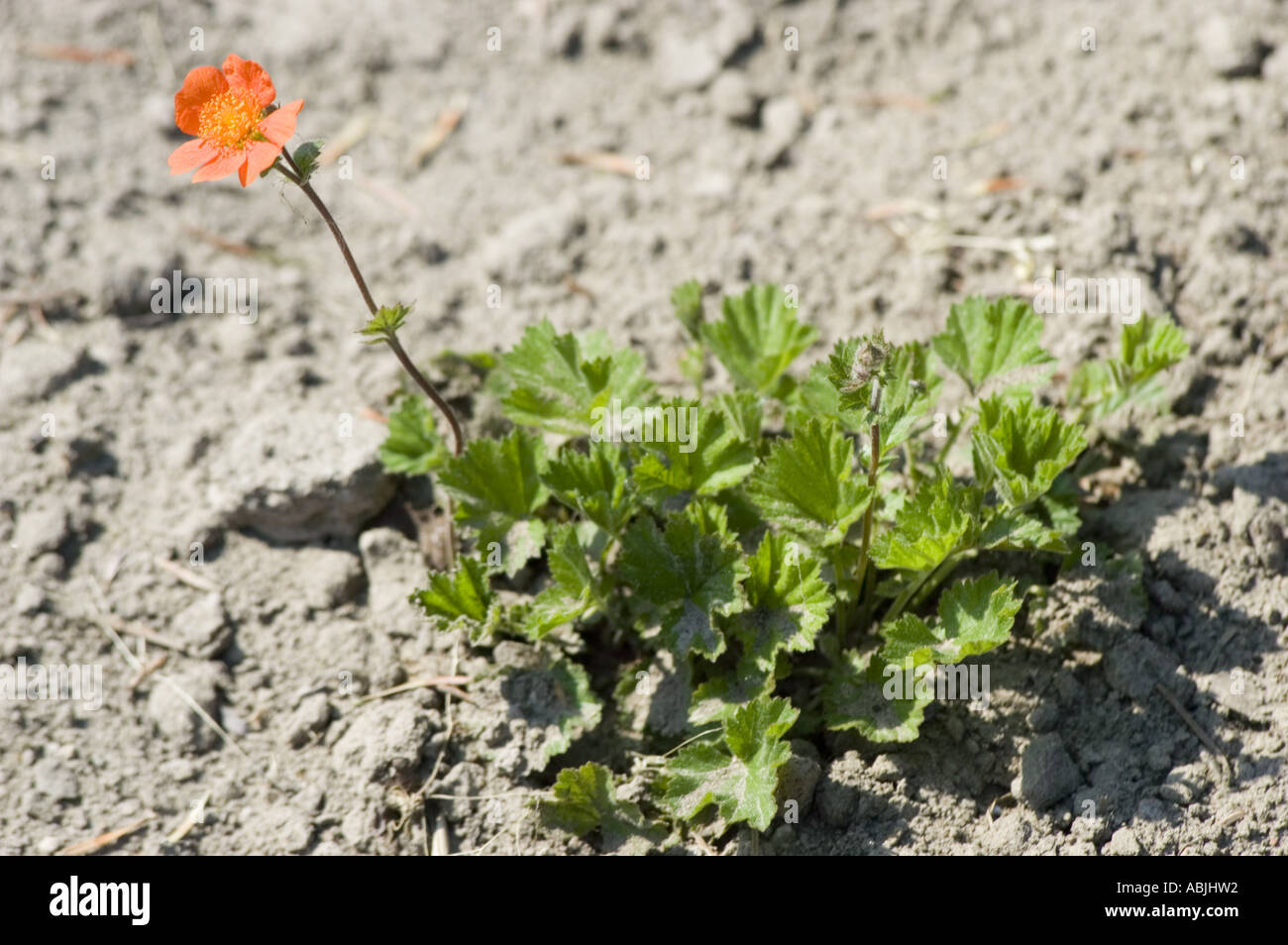 Leuchtende Orangenblüten und grün gelappte Blätter von Rosaceae Geum coccineum, die auf trockenem, sandigem Boden wachsen. Stockfoto