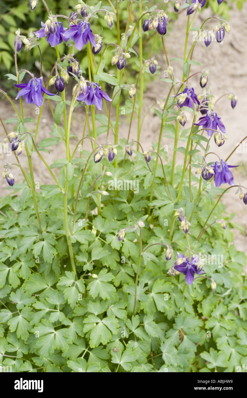 Blau-violetten Blüten der Columbine Butterblume Aquilegia vulgaris Stockfoto